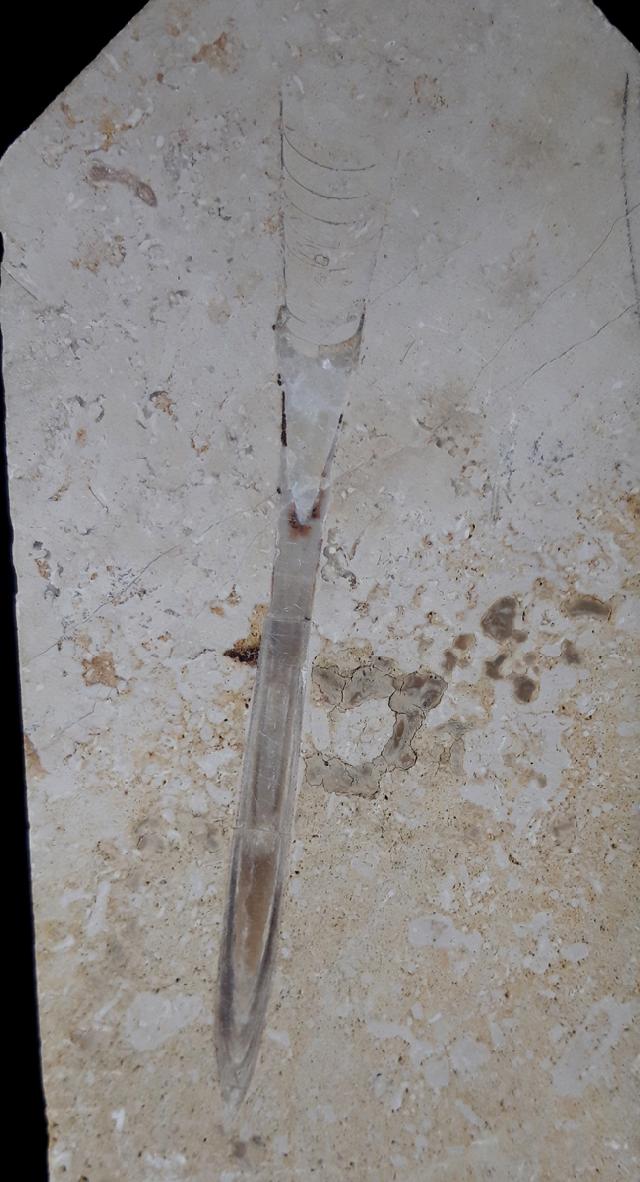 Hibolithes sp. (MONTFORT 1808) & Becherschwamm indet. - Bild &copy; FossNet FossilienStore